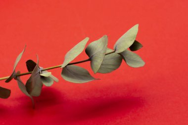 Kırmızı arka planda yeşil bir okaliptüs dalı. Buketler için okaliptüs dalı