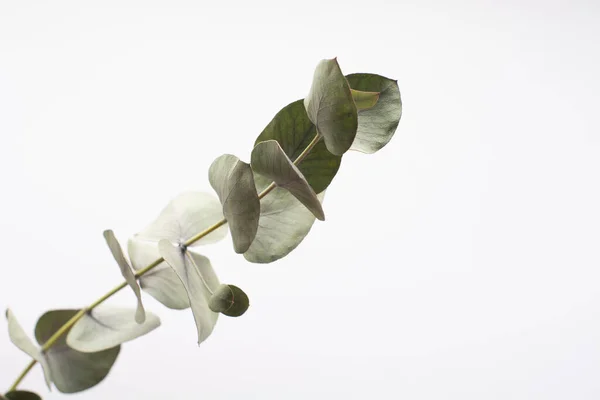 a green branch of eucalyptus on a white background. Eucalyptus branch for creating bouquets