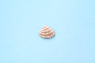 Mavi arka planda bir deniz kabuğu. Dinlenme ve tatil kavramı