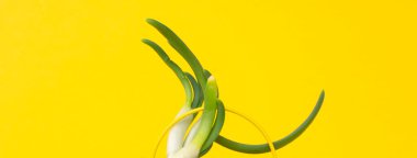 Yeşil soğanlı taze lahanalar ya da sarı arka planda Allium cepa. İlk bahar hasadı