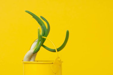 Yeşil soğanlı taze lahanalar ya da sarı arka planda sarı dekoratif kovada Allium cepa. İlk bahar hasadı