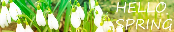 Gota Neve Galanthus Nivalisflowers Snowdrops Após Neve Derreteu Floresta Estado — Fotografia de Stock