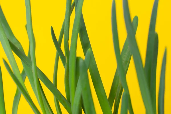 Cebolas Verdes Fundo Amarelo Primeira Colheita — Fotografia de Stock