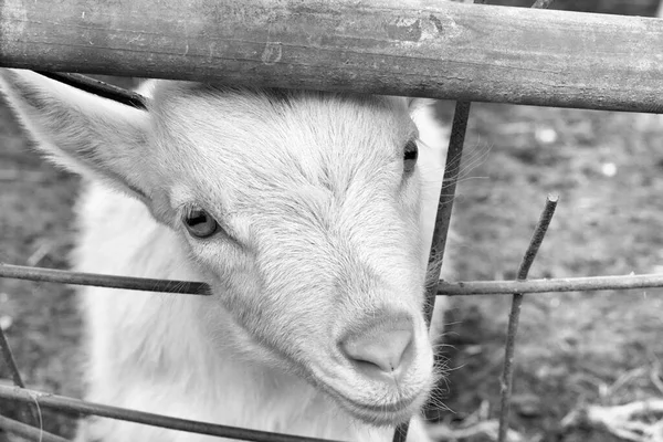 Close-up portrait of a white young goat in the countryside — Stockfoto