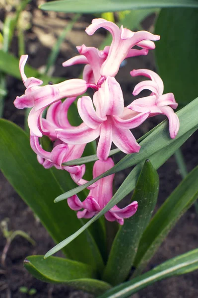 Hyacinth粉红惊喜荷兰Hyacinth 春天的灯泡 — 图库照片