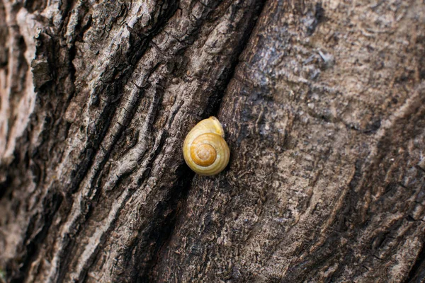 Snail Sitting Tree Trunk Copy Space — Stock Photo, Image