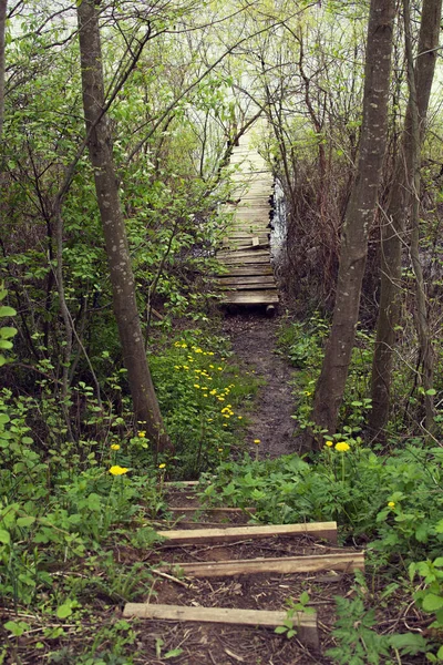 Sentier Avec Des Marches Vers Lac Paysage Printanier — Photo