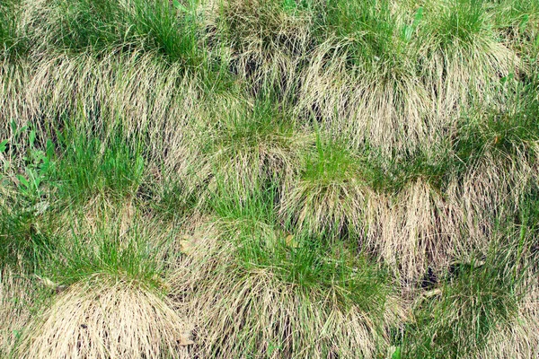 Tło Wykonane Jest Starej Suchej Nowej Zielonej Trawy — Zdjęcie stockowe