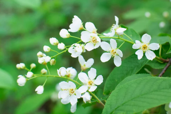 Çiçek Açan Kiraz Ağacı Beyaz Çiçekli Prunus Avium Ağacı Nın — Stok fotoğraf