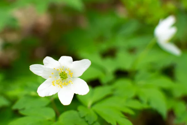 Erste Frühlingsblumen Nahaufnahme Von Schneeglöckchen Die Einem Garten Blühen — Stockfoto