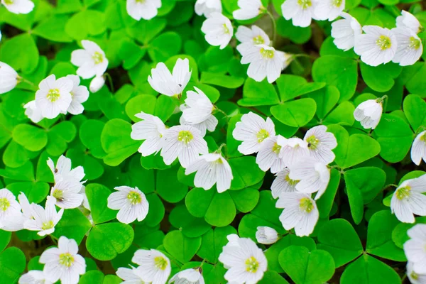 Hintergrund Der Frühlingsblumen Hasengras — Stockfoto