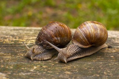 Tahta arka planda bahçe salyangozları.