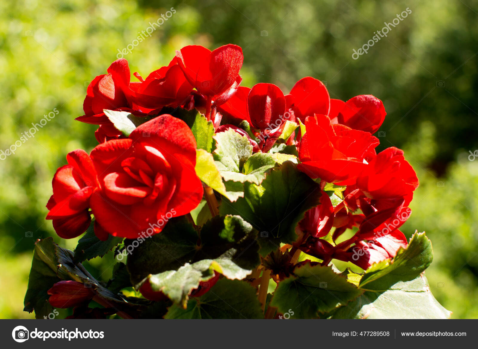 Flores Cucullata Vermelho Brilhante Begônia Begônia Cera Begonia Cera  Vermelha fotos, imagens de © alle2009 #477289508