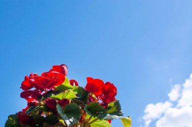 Parlak kırmızı guguklu begonya çiçekleri ya da balmumu begonyası. Balmumu begonya kırmızısı. Begonya dekoratif bitki yakın plan. Bir bitkinin kırmızı çiçekleri.