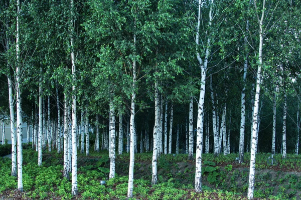 러시아 모스크바 중심부에 자작나무 — 스톡 사진