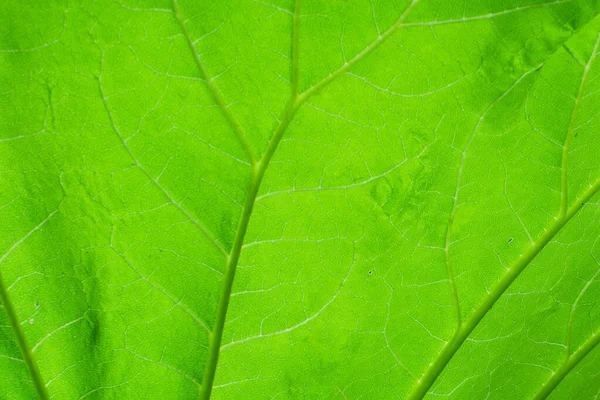 Textura Verde Fresca Folha Macro Close — Fotografia de Stock