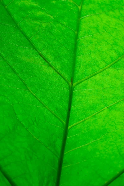 Textura Verde Fresca Folha Macro Close — Fotografia de Stock