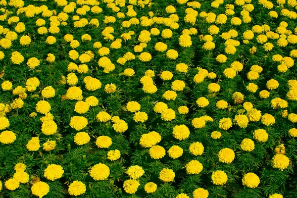 Marigolds Tons Amarelo Fundo Floral Tagetes Erecta Calêndula Mexicana Calêndula — Fotografia de Stock