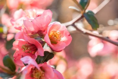 Daldaki kırmızı çiçek çiçeklerine yakın plan. Elma çiçeği. Çiçekli yaban elması çiçekleri.