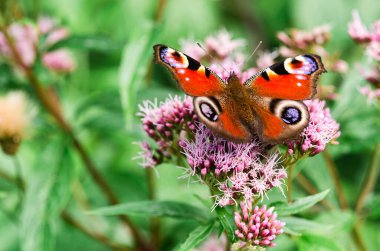 Yetişkin tavus kuşu kelebeği çiçek açan bir bitkiden nektar içer..
