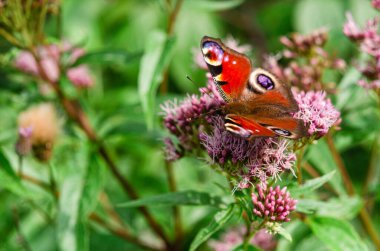 Yetişkin tavus kuşu kelebeği çiçek açan bir bitkiden nektar içer..