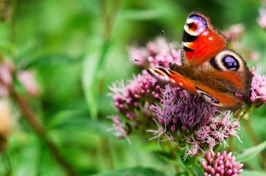 Yetişkin tavus kuşu kelebeği çiçek açan bir bitkiden nektar içer..