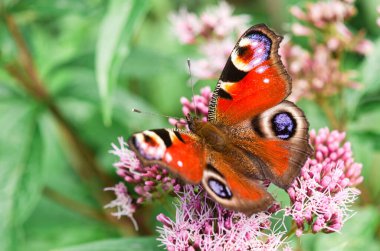 Yetişkin tavus kuşu kelebeği çiçek açan bir bitkiden nektar içer..