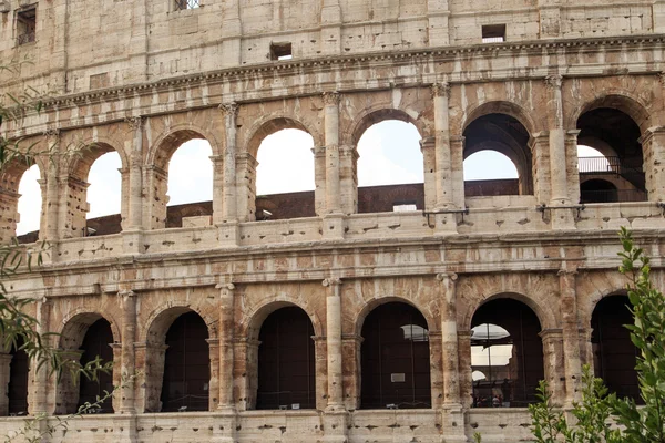 Ağaç görünümüyle Colosseum — Stok fotoğraf