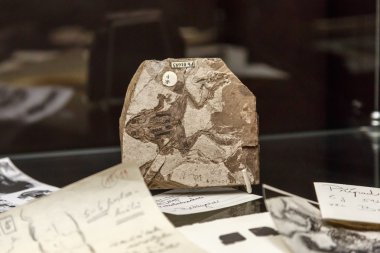 Hayvan fosil görünümü