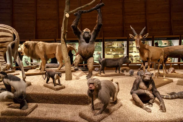 Animais no Museu Nacional — Fotografia de Stock