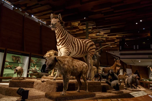 Animales en el Museo Nacional — Foto de Stock