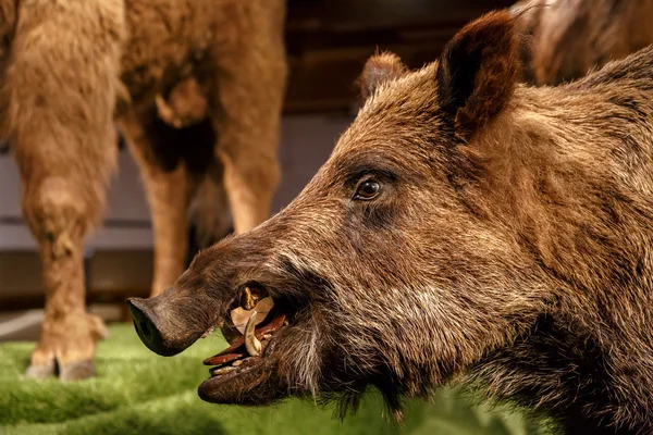 Close-up van het dier te bekijken — Stockfoto