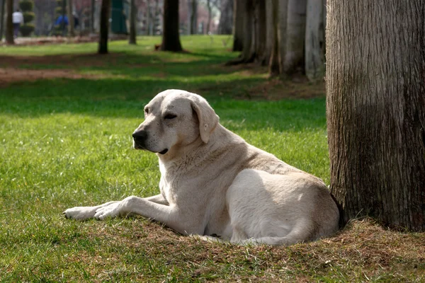 Grande cão branco — Fotografia de Stock