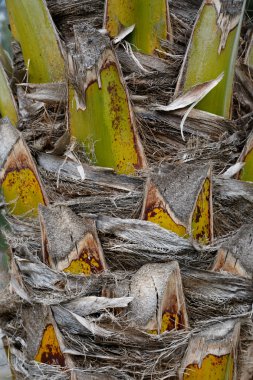 palmiye ağacının kök