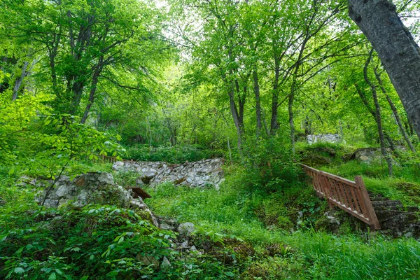 Intense Forest View — Stock Photo, Image