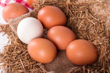 Organik yumurta yuvada