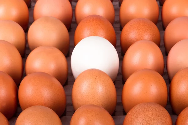 Healthy Organic Eggs — Stock Photo, Image