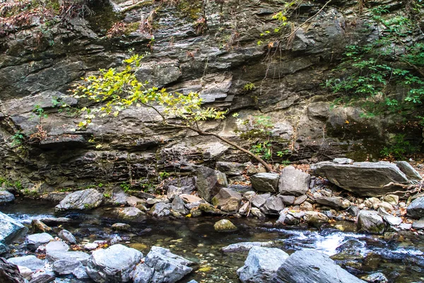 Fluss im Wald — Stockfoto