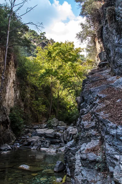 Rio na floresta — Fotografia de Stock