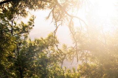 ağaçların dalları