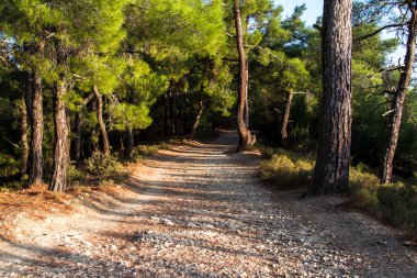 ormanda yürüyüş yolu