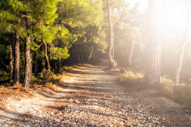 ormanda yürüyüş yolu