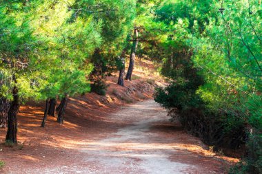 ormanda yürüyüş yolu
