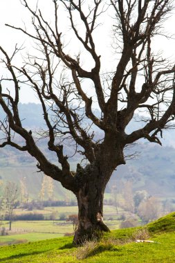 Ölü ağaç dalları gruptaki