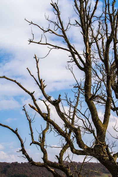 Ramas de árbol muerto —  Fotos de Stock