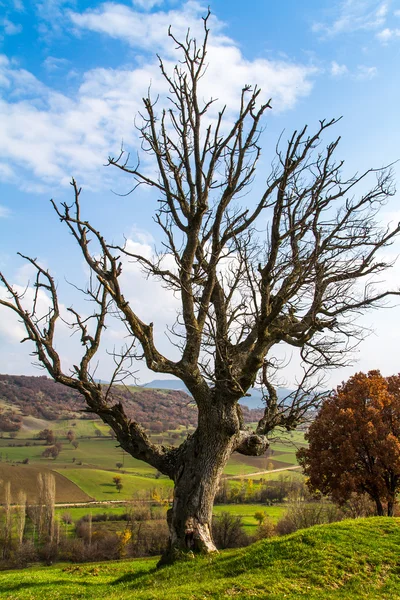 Ramas de árboles muertos en granja —  Fotos de Stock