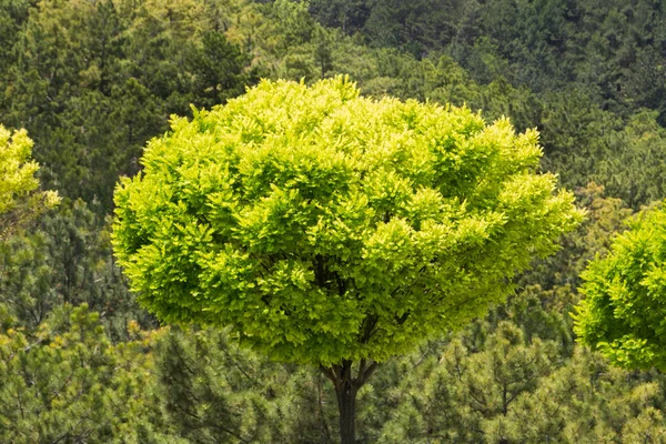 Árbol con fondo forestal —  Fotos de Stock