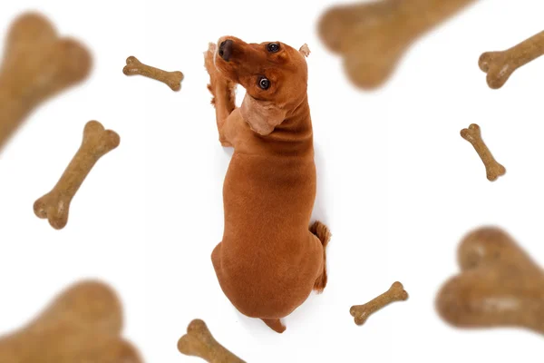 Dog Food Falling — Stock Photo, Image