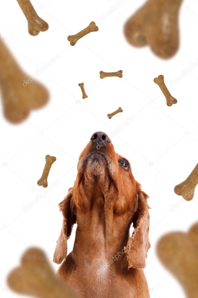 Dog Food Falling