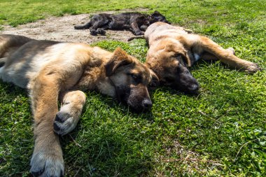 Köpekler çimlerde rahatlatıcı